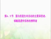 高考生物一轮复习必修1第2章第4、5节蛋白质是生命活动的主要承担者、核酸是遗传信息的携带者课件