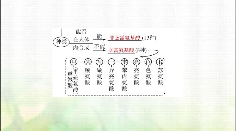 高考生物一轮复习必修1第2章第4、5节蛋白质是生命活动的主要承担者、核酸是遗传信息的携带者课件03