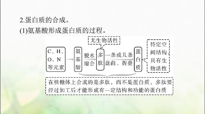 高考生物一轮复习必修1第2章第4、5节蛋白质是生命活动的主要承担者、核酸是遗传信息的携带者课件04