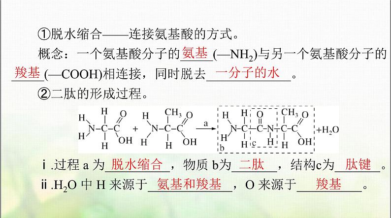 高考生物一轮复习必修1第2章第4、5节蛋白质是生命活动的主要承担者、核酸是遗传信息的携带者课件05