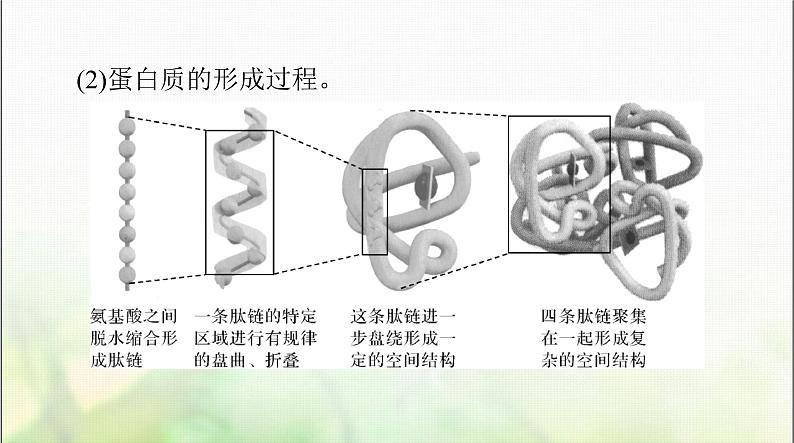 高考生物一轮复习必修1第2章第4、5节蛋白质是生命活动的主要承担者、核酸是遗传信息的携带者课件06