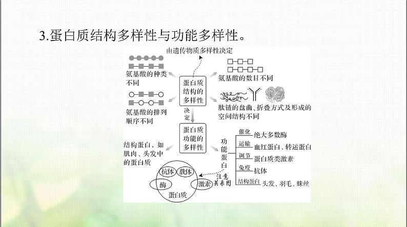 高考生物一轮复习必修1第2章第4、5节蛋白质是生命活动的主要承担者、核酸是遗传信息的携带者课件07