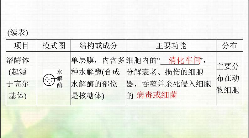 高考生物一轮复习必修1第3章第2节细胞器之间的分工合作课件08