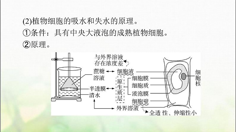 高考生物一轮复习必修1第4章细胞的物质输入和输出课件06