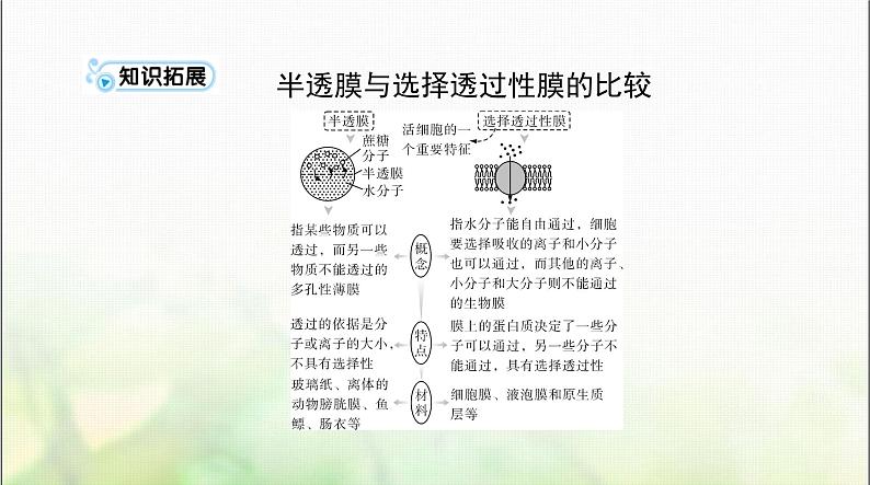 高考生物一轮复习必修1第4章细胞的物质输入和输出课件08