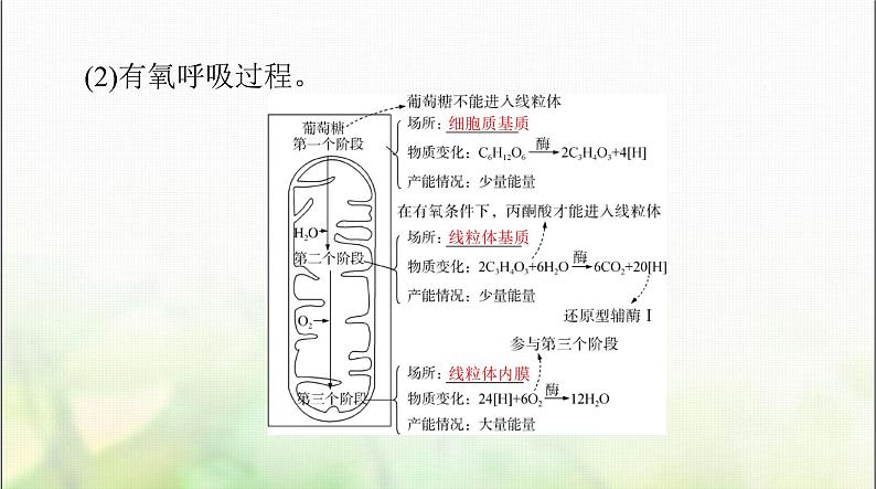 高考生物一轮复习必修1第5章第3节细胞呼吸的原理和应用课件03