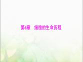 高考生物一轮复习必修1第6章第1节细胞的增殖课件