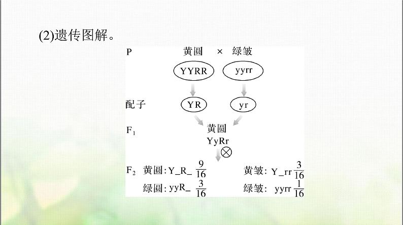 高考生物一轮复习必修2第1章第2节孟德尔的豌豆杂交实验(二)课件06