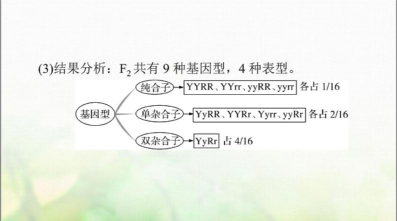 高考生物一轮复习必修2第1章第2节孟德尔的豌豆杂交实验(二)课件07