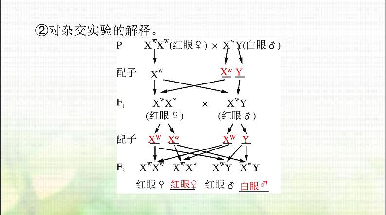 高考生物一轮复习必修2第2章第2、3节基因在染色体上、伴性遗传课件第6页