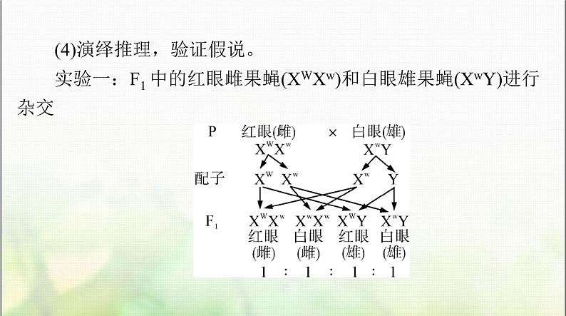 高考生物一轮复习必修2第2章第2、3节基因在染色体上、伴性遗传课件第7页