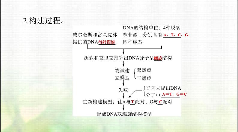 高考生物一轮复习必修2第3章第2、3、4节DNA的结构、DNA的复制及基因通常是有遗传效应的DNA片段课件第3页