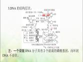 高考生物一轮复习必修2第3章第2、3、4节DNA的结构、DNA的复制及基因通常是有遗传效应的DNA片段课件