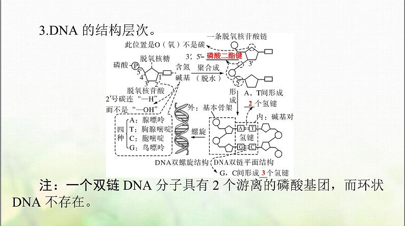 高考生物一轮复习必修2第3章第2、3、4节DNA的结构、DNA的复制及基因通常是有遗传效应的DNA片段课件第4页