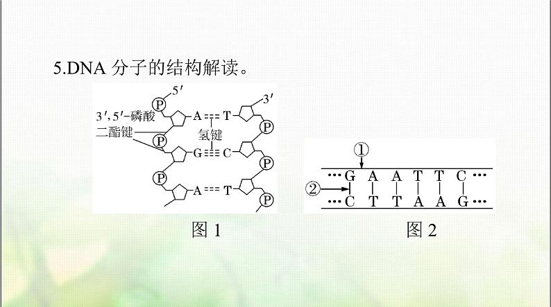 高考生物一轮复习必修2第3章第2、3、4节DNA的结构、DNA的复制及基因通常是有遗传效应的DNA片段课件第7页