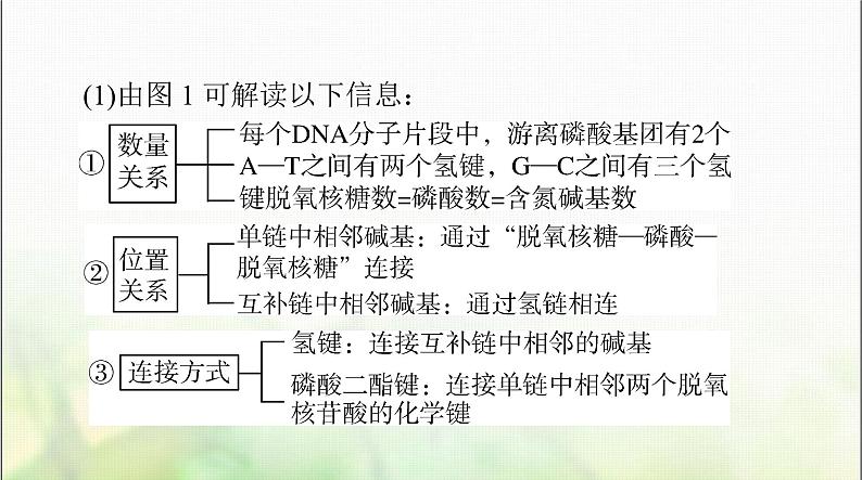 高考生物一轮复习必修2第3章第2、3、4节DNA的结构、DNA的复制及基因通常是有遗传效应的DNA片段课件第8页