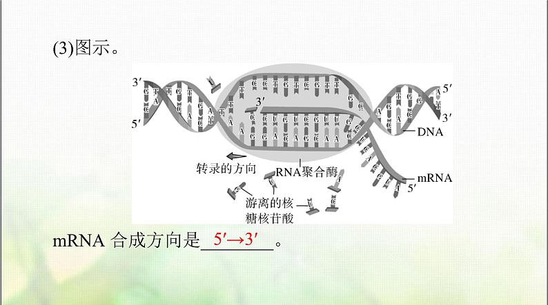 高考生物一轮复习必修2第4章基因的表达课件第7页