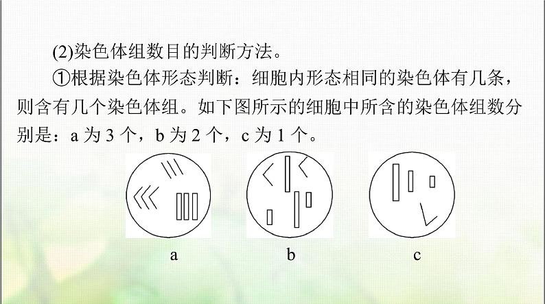 高考生物一轮复习必修2第5章第2节染色体变异课件第6页