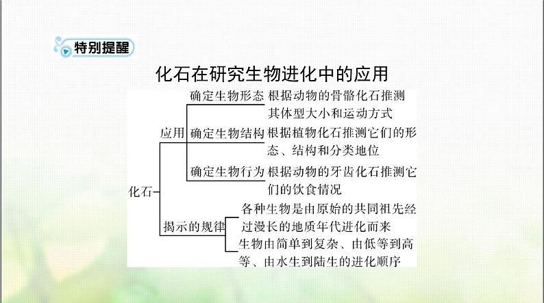 高考生物一轮复习必修2第6章生物的进化课件05