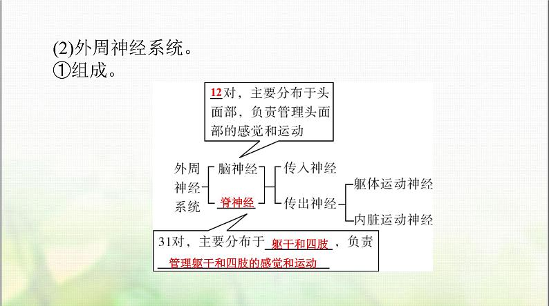 高考生物一轮复习选择性必修1第2章第1、2节神经调节的结构基础、神经调节的基本方式课件07