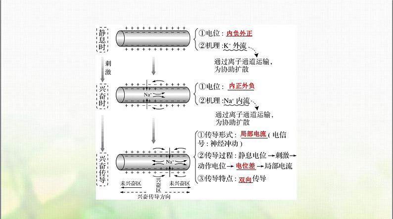 高考生物一轮复习选择性必修1第2章第3、4、5节神经冲动的产生和传导、神经系统的分级调节、人脑的高级功能课件03