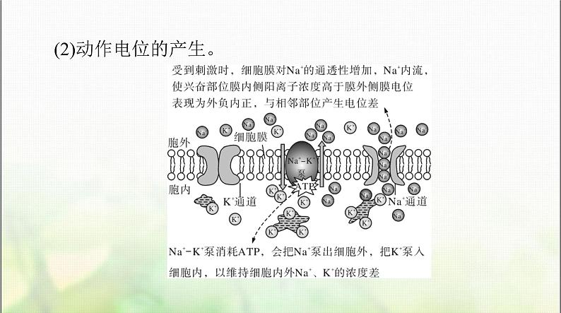 高考生物一轮复习选择性必修1第2章第3、4、5节神经冲动的产生和传导、神经系统的分级调节、人脑的高级功能课件05