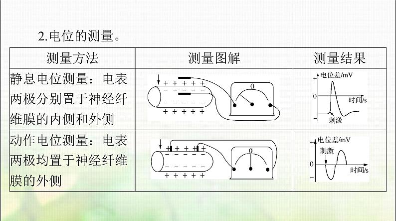 高考生物一轮复习选择性必修1第2章第3、4、5节神经冲动的产生和传导、神经系统的分级调节、人脑的高级功能课件08