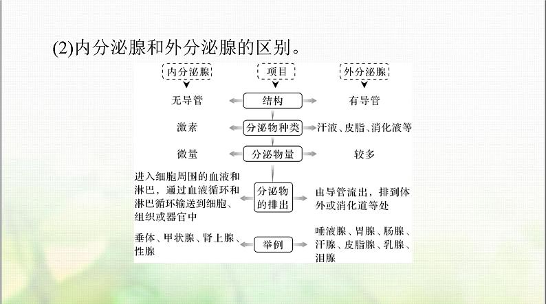 高考生物一轮复习选择性必修1第3章体液调节课件04