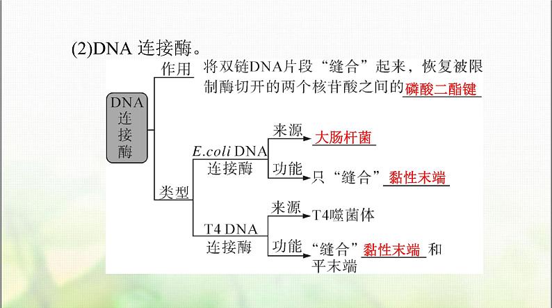 高考生物一轮复习选择性必修3第3、4章基因工程、生物技术的安全性和伦理问题课件08