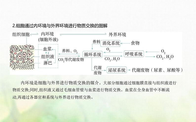 浙科版高中生物选择性必修1稳态与调节第1章内环境与稳态第1节人体细胞生活在内环境中课件06