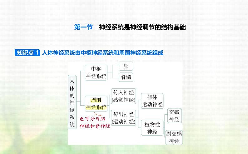 浙科版高中生物选择性必修1稳态与调节第2章神经调节第1节神经系统是神经调节的结构基础课件01