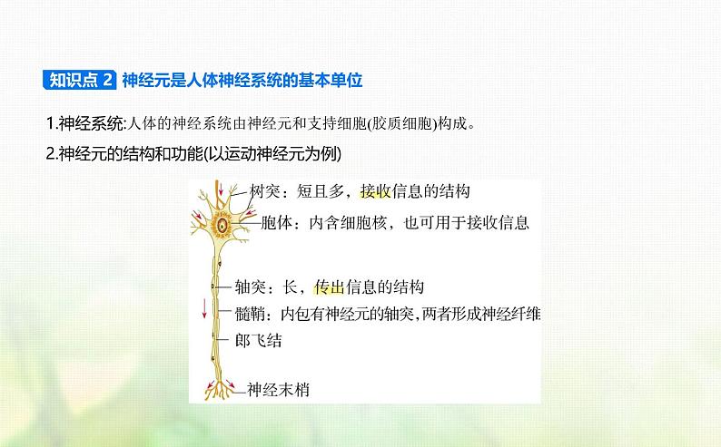 浙科版高中生物选择性必修1稳态与调节第2章神经调节第1节神经系统是神经调节的结构基础课件03