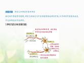 浙科版高中生物选择性必修1稳态与调节第2章神经调节第1节神经系统是神经调节的结构基础课件