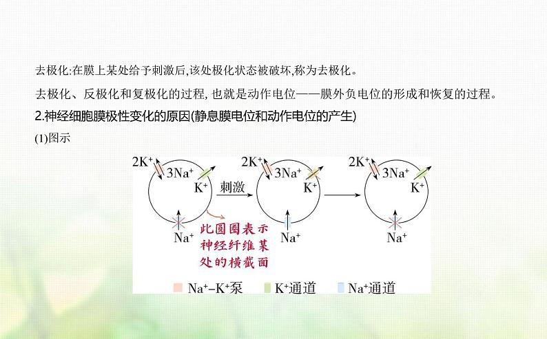 浙科版高中生物选择性必修1稳态与调节第2章神经调节第2节神经冲动的产生和传导课件02