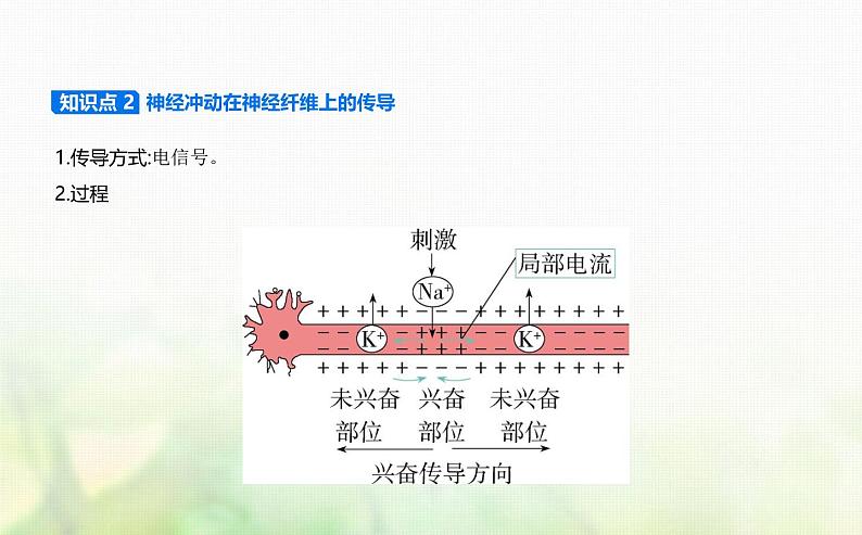 浙科版高中生物选择性必修1稳态与调节第2章神经调节第2节神经冲动的产生和传导课件04