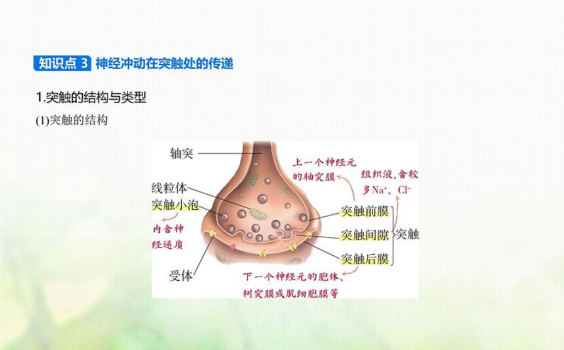 浙科版高中生物选择性必修1稳态与调节第2章神经调节第2节神经冲动的产生和传导课件06