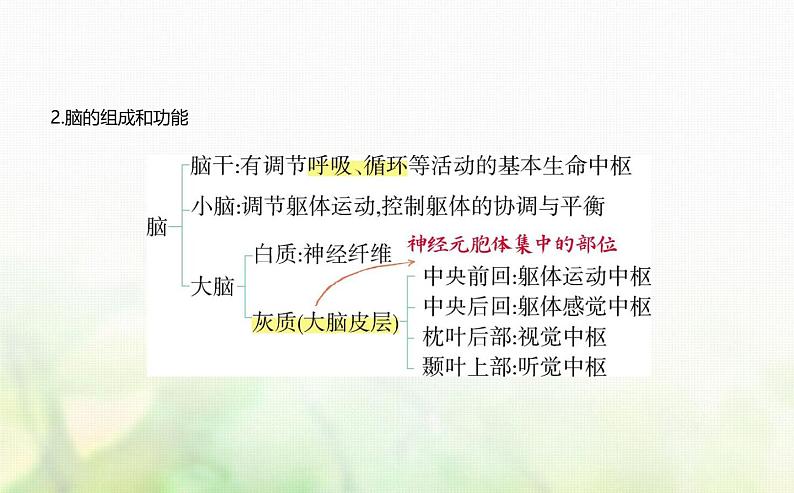 浙科版高中生物选择性必修1稳态与调节第2章神经调节第3节人体通过神经调节对刺激做出反应课件07