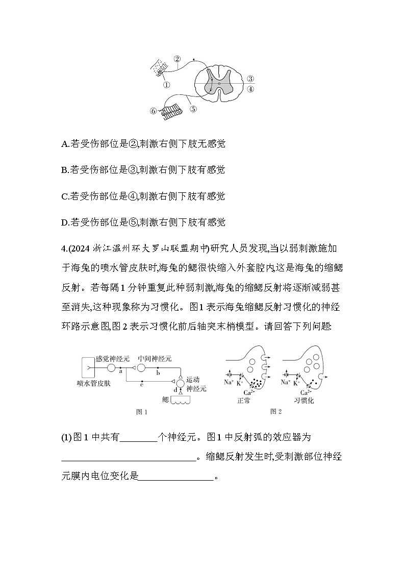 浙科版高中生物选择性必修1稳态与调节第2章神经调节第3节人体通过神经调节对刺激做出反应练习含答案02