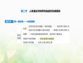 浙科版高中生物选择性必修1稳态与调节第4章第2节人体通过非特异性免疫对抗病原体课件