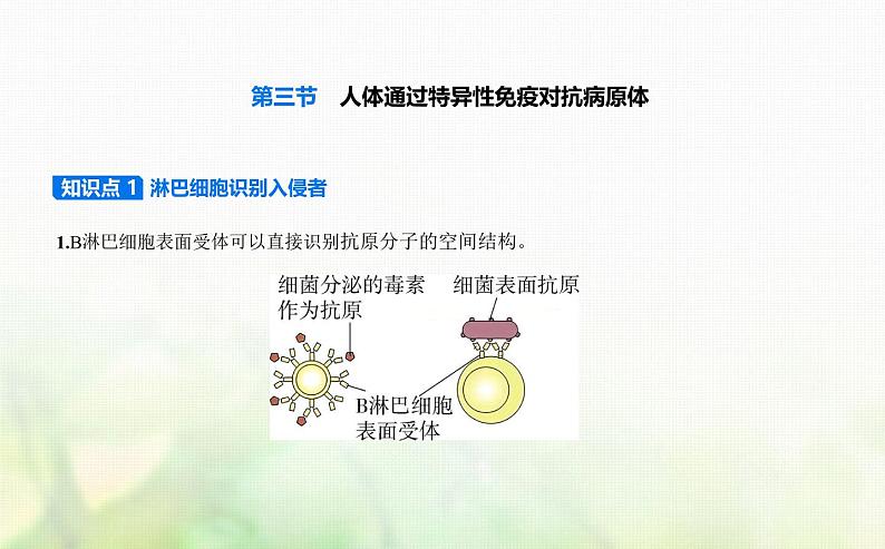 浙科版高中生物选择性必修1稳态与调节第4章免疫调节第3节人体通过特异性免疫对抗病原体课件01