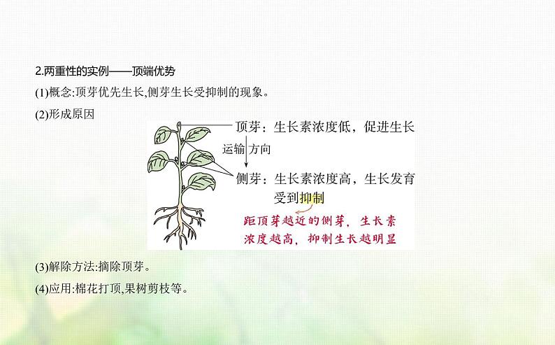 浙科版高中生物选择性必修1稳态与调节第5章第1节生长素的发现开启了人类对植物激素调节的探索课件第6页