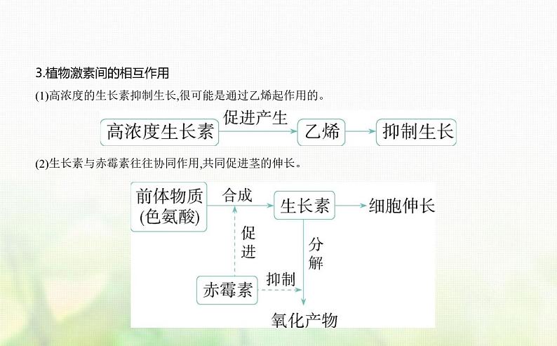 浙科版高中生物选择性必修1稳态与调节第5章植物生命活动的调节第2节植物激素调节植物生命活动课件第4页