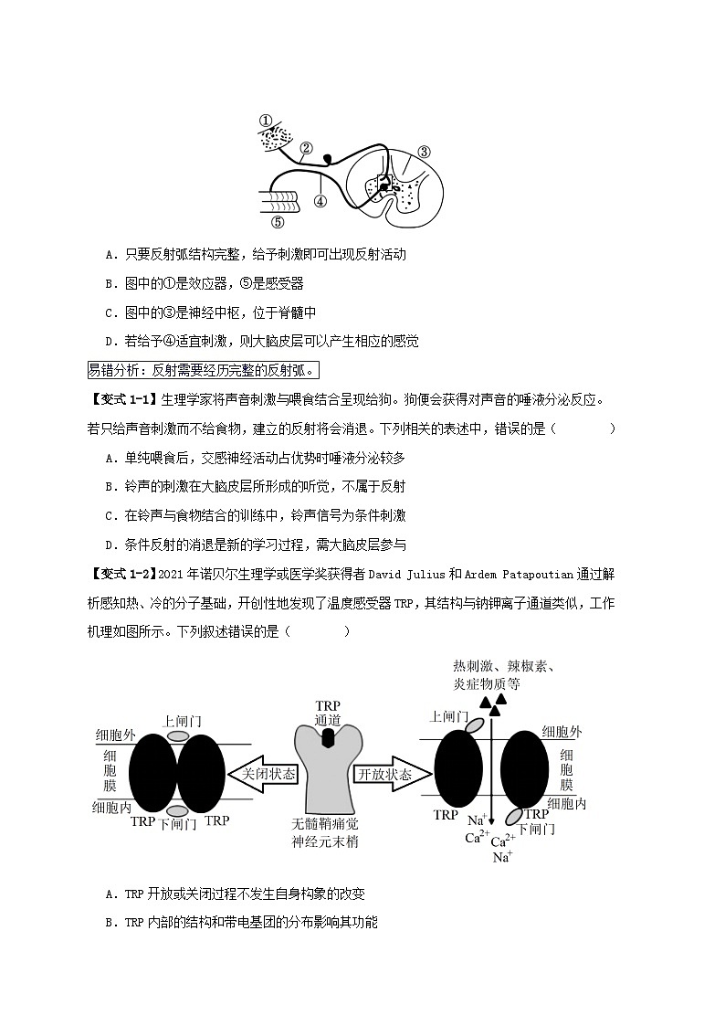 新高考专用备战2024年高考生物易错题精选易错点11神经调节的”四个“注意学生版02