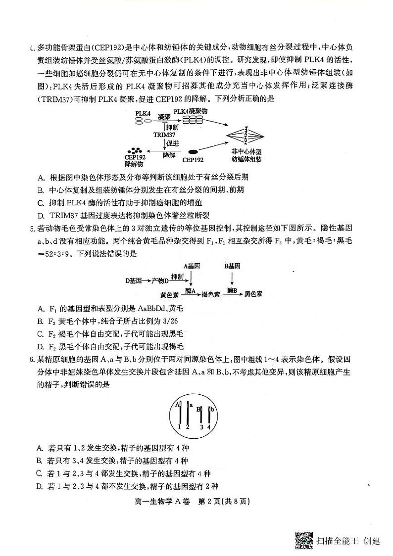 安徽省安庆市、铜陵市、池州市2023-2024学年高一下学期7月联合期末检测生物试卷（PDF版附解析）02