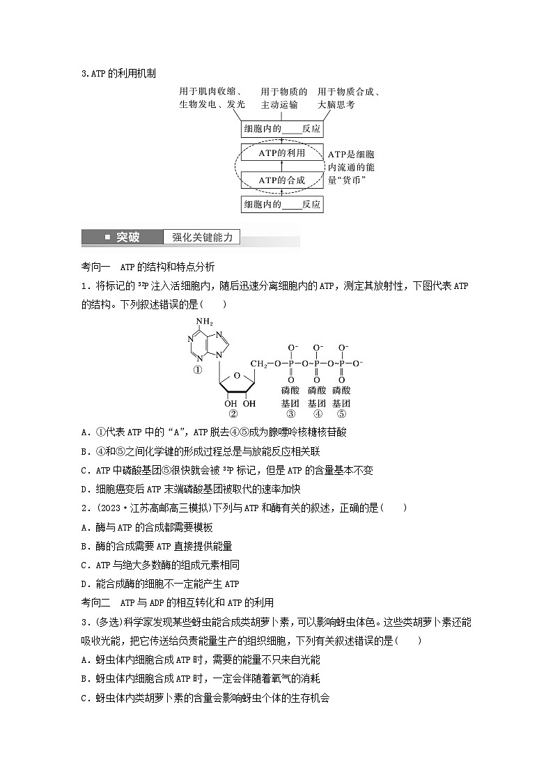 2024届高考生物一轮复习学案第三单元细胞的能量供应和利用第2课时ATP是驱动细胞生命活动的直接能源物质苏教版03