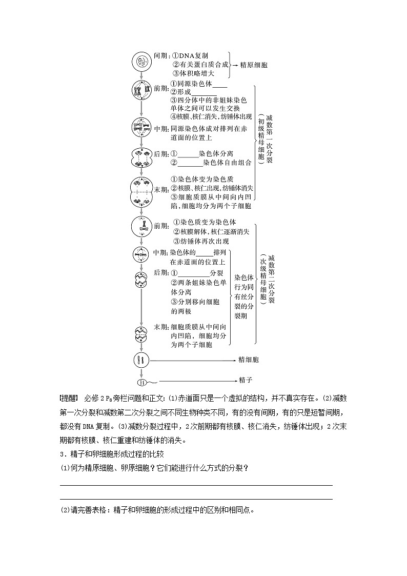 2024届高考生物一轮复习学案第四单元细胞的生命历程第3课时减数分裂和受精作用的过程分析苏教版03