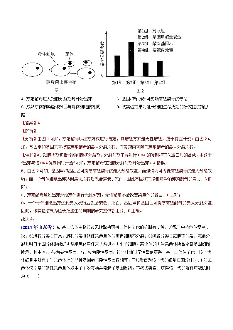2024年高考真题和模拟题生物分类汇编（全国通用）专题06 细胞的增殖（解析版）03