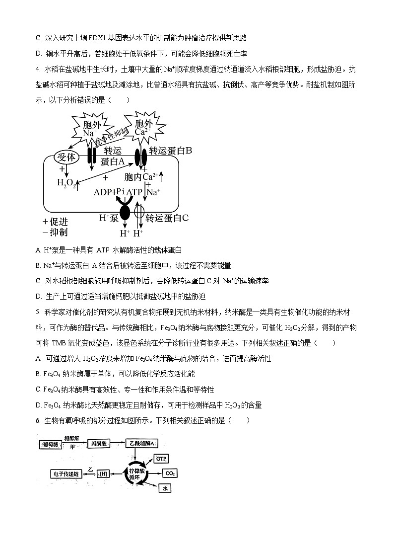 2024济南高二下学期7月期末考试生物含解析02
