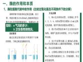 5.1降低化学反应活化能的酶 课件 高一上学期 人教版（2019）高中生物必修一