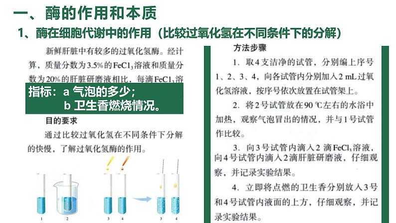 5.1降低化学反应活化能的酶 课件 高一上学期 人教版（2019）高中生物必修一第5页